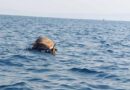 Βίντεο ντοκουμέντο: Ψαράδες εντόπισαν μια νεκρή αγελάδα να επιπλέει στο νερό ανοιχτά του θερμαϊκού που πιθανόν προέρχεται από τη φονική πλημμύρα στη Θεσσαλία