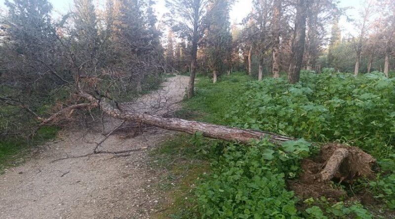 Νέα Φιλαδέλφεια: Πτώσεις δέντρων και θυελλώδεις άνεμοι σε όλη την Αττική – Διαβάστε την πρόγνωση του καιρού