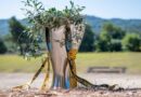 Το Τρόπαιο της Πρωταθλήτριας Ελλάδας ΑΕΚ στο Στάδιο της Αρχαίας Ολυμπίας!